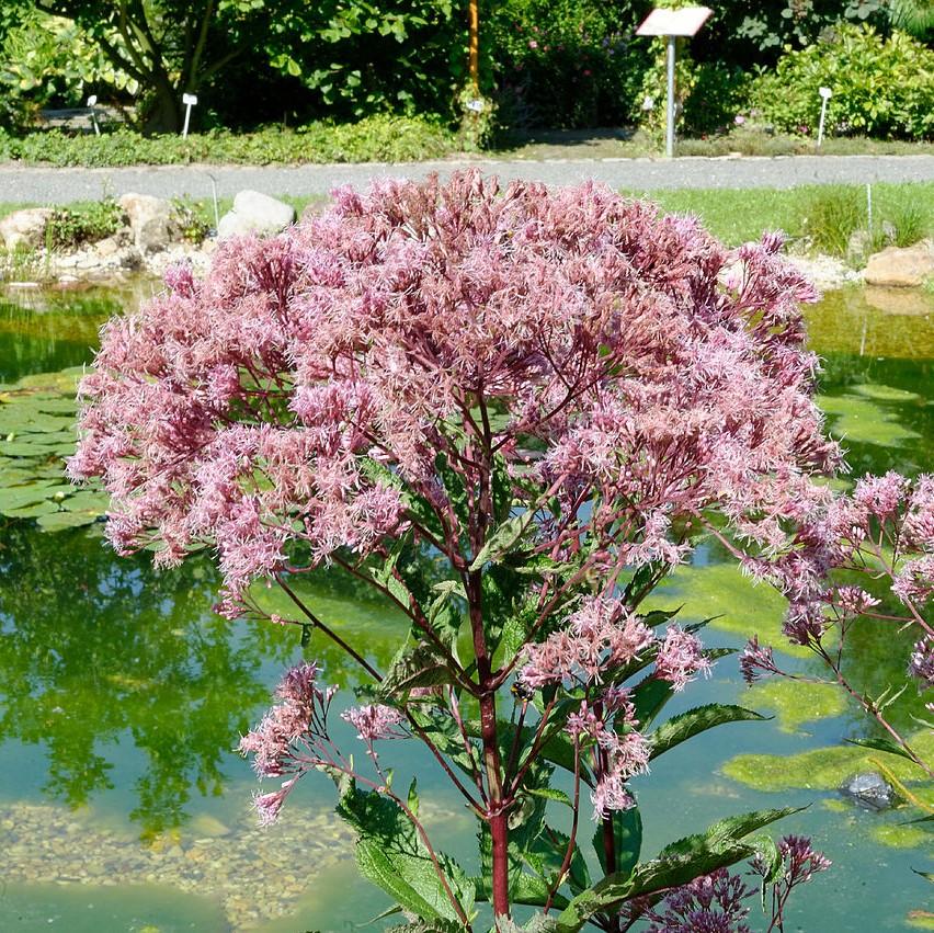 Eutrochium purpureum ~ Joe-Pye Weed, Sweet Joe Pye-ServeScape
