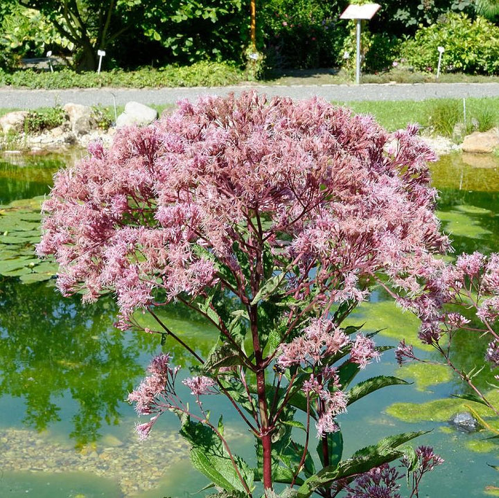 Eutrochium purpureum ~ Joe-Pye Weed, Sweet Joe Pye-ServeScape
