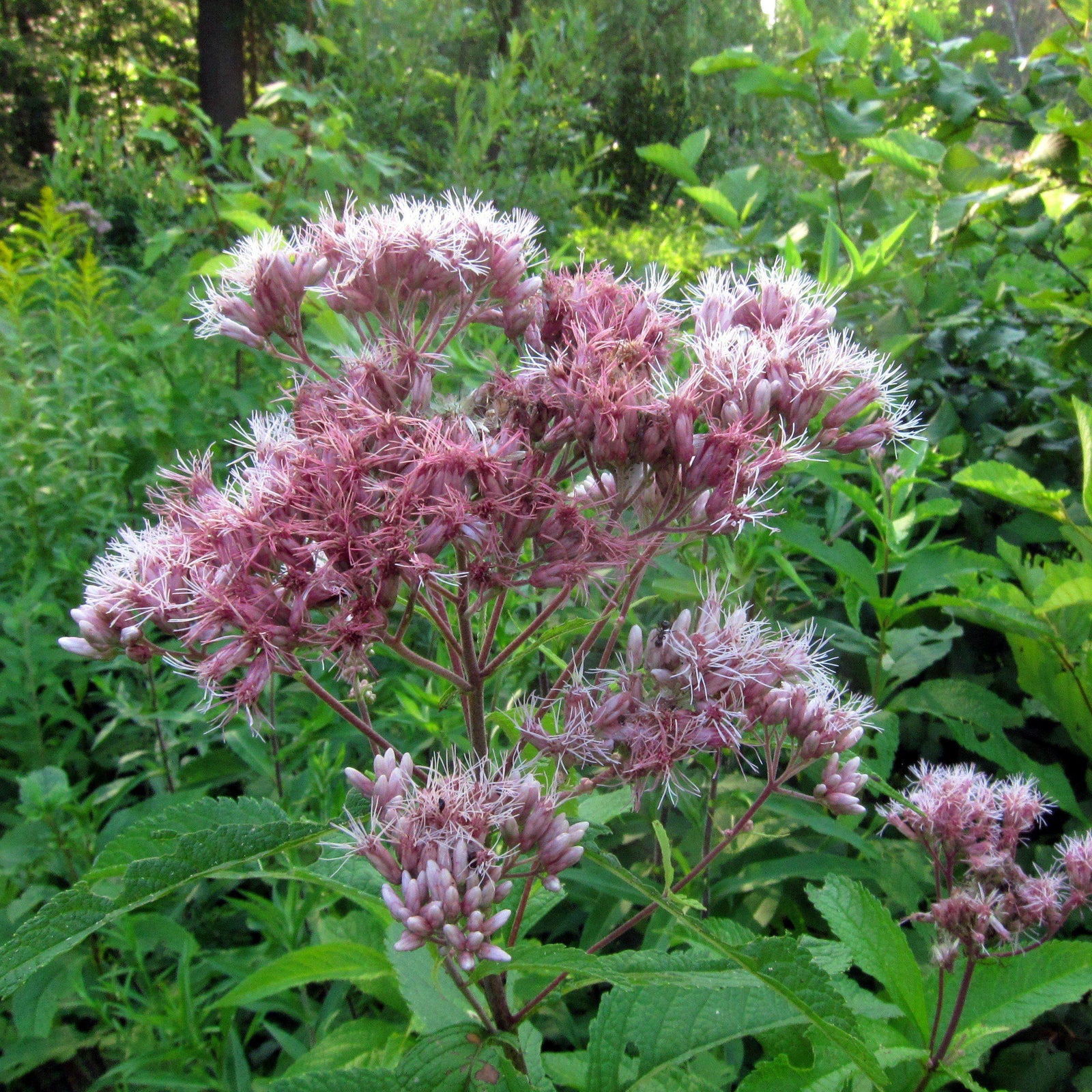 Eutrochium purpureum ~ Joe-Pye Weed, Sweet Joe Pye-ServeScape