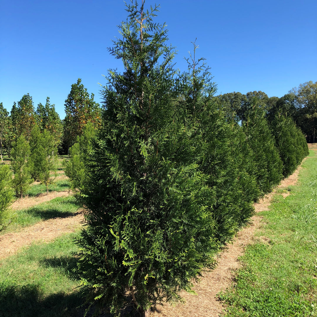 Thuja plicata 'TPMTF' ~ Everyst® Western Cedar-ServeScape