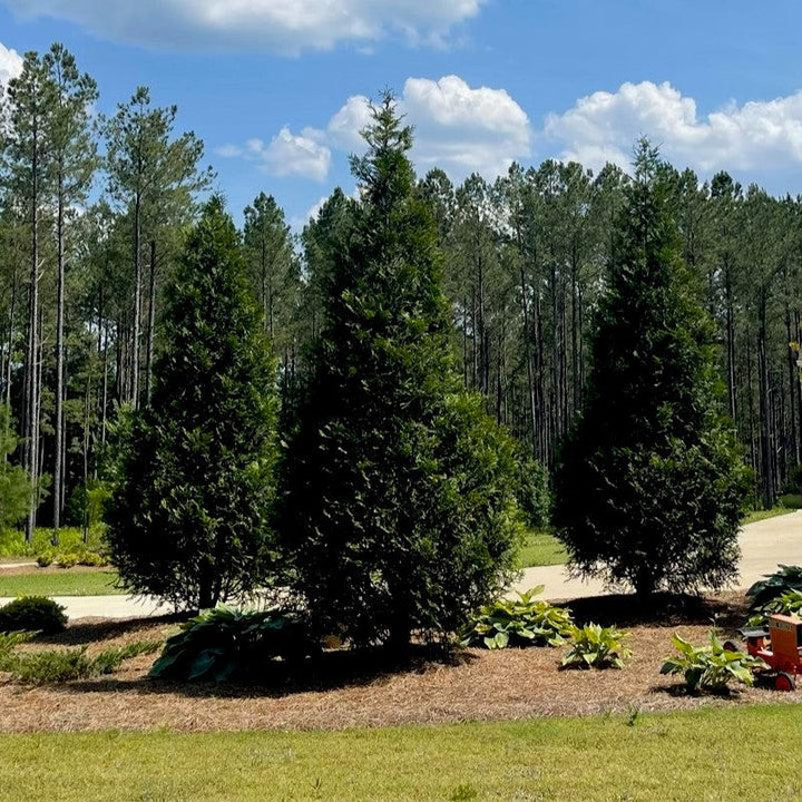 Thuja plicata 'TPMTF' ~ Everyst® Western Cedar-ServeScape