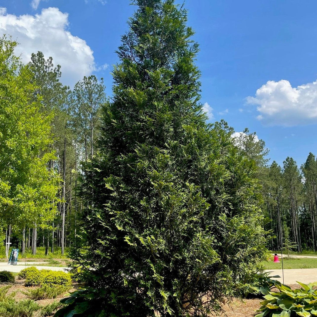 Thuja plicata 'TPMTF' ~ Everyst® Western Cedar-ServeScape