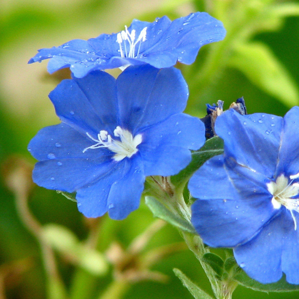 Evolvulus 'USEVO1201' ~ Blue My Mind Dwarf Morning Glory-ServeScape