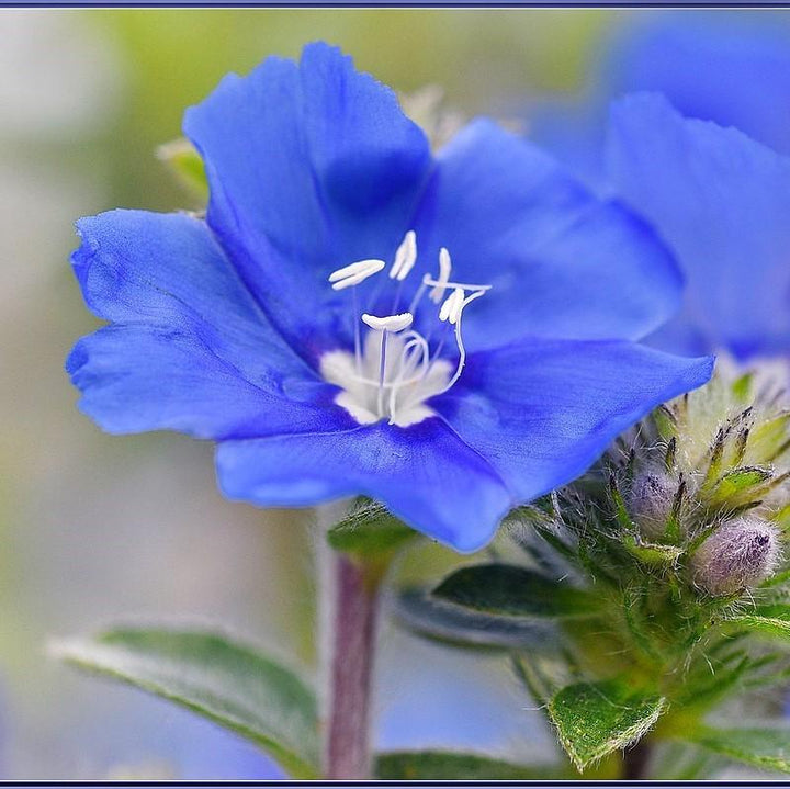 Evolvulus 'USEVO1201' ~ Blue My Mind Dwarf Morning Glory-ServeScape