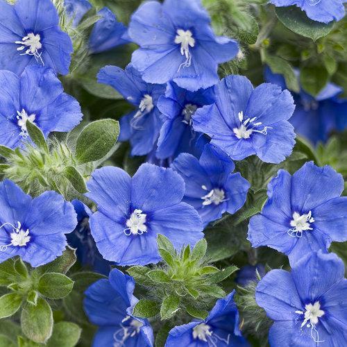 Evolvulus 'USEVO1201' ~ Blue My Mind Dwarf Morning Glory-ServeScape