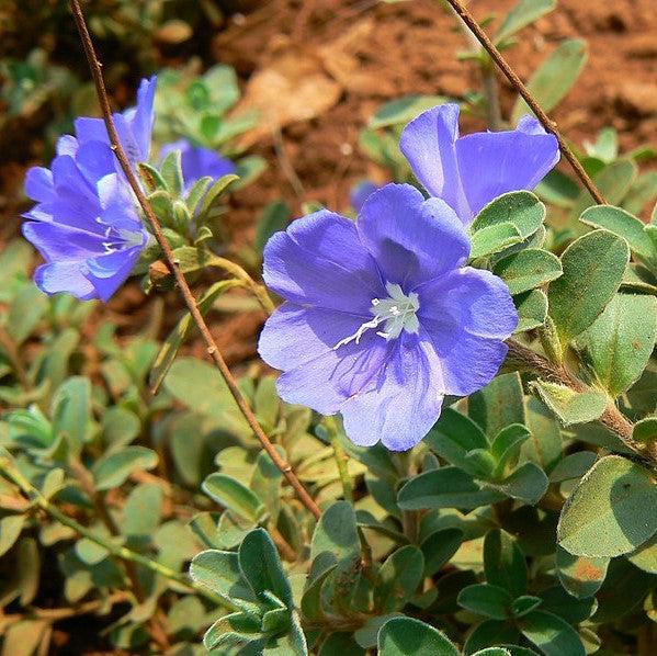 Evolvulus glomeratus 'Blue Daze' ~ Blue Daze Dwarf Morning Glory-ServeScape