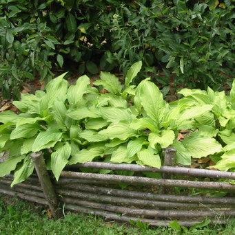 Hosta 'Dancing Queen' ~ Dancing Queen Hosta-ServeScape