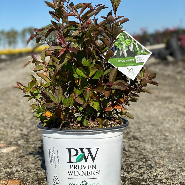 Itea virginica 'Sprich' ~ Little Henry® Sweetspire-ServeScape