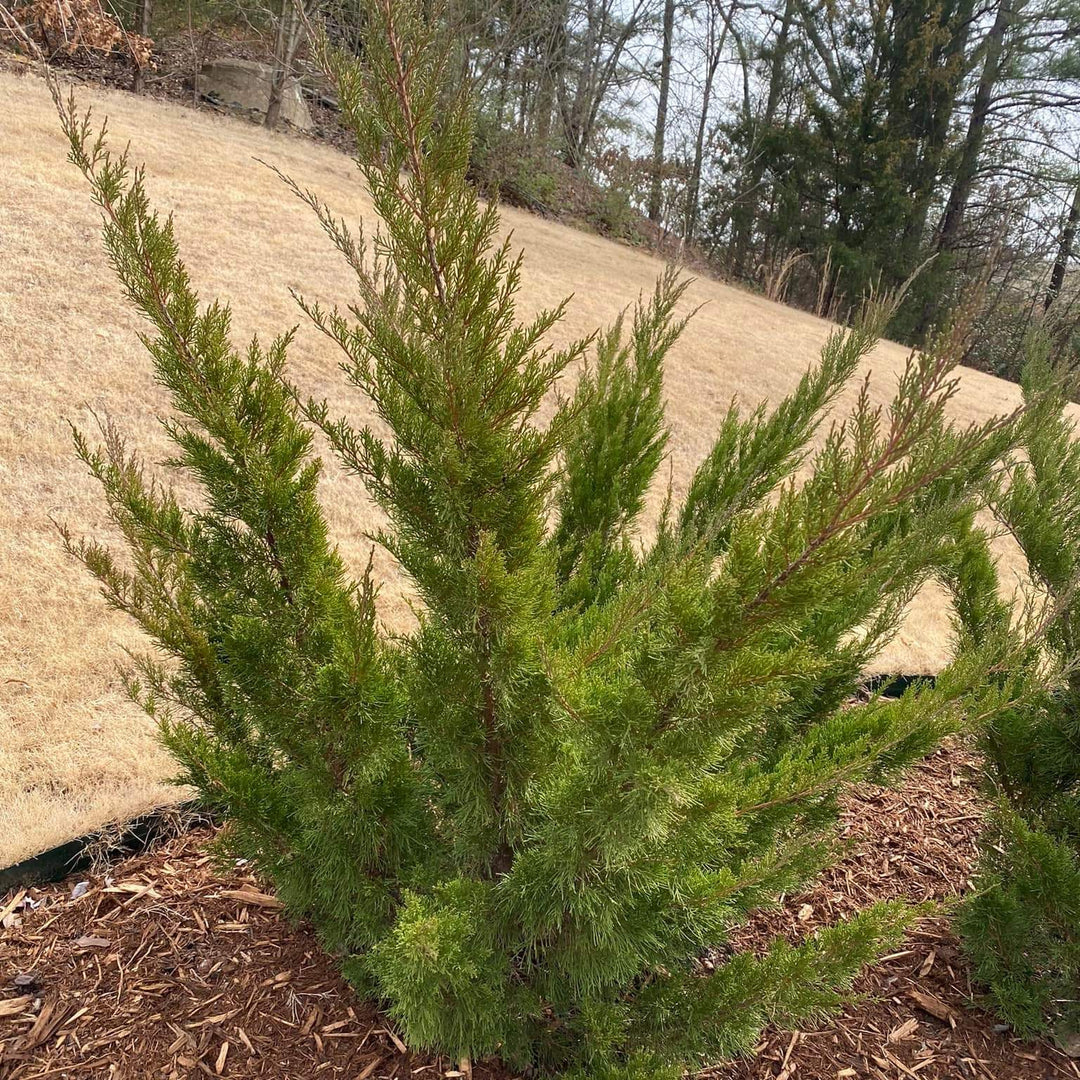 Juniperus x pfitzeriana 'Sea Green' ~ Sea Green Pfitzer Juniper-ServeScape