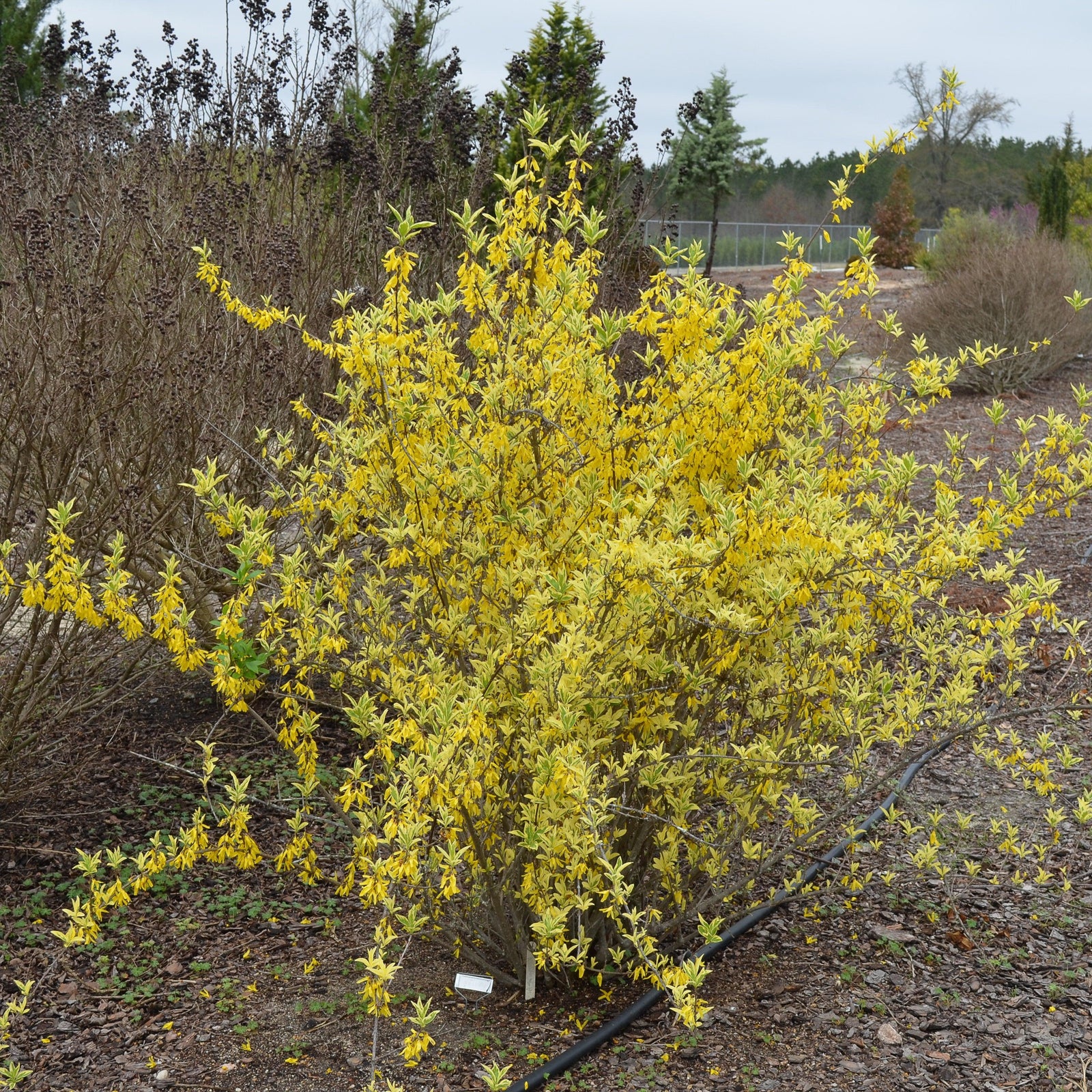 Forsythia x 'MNICHI01' ~ Believe It Or Not® Forsythia-ServeScape