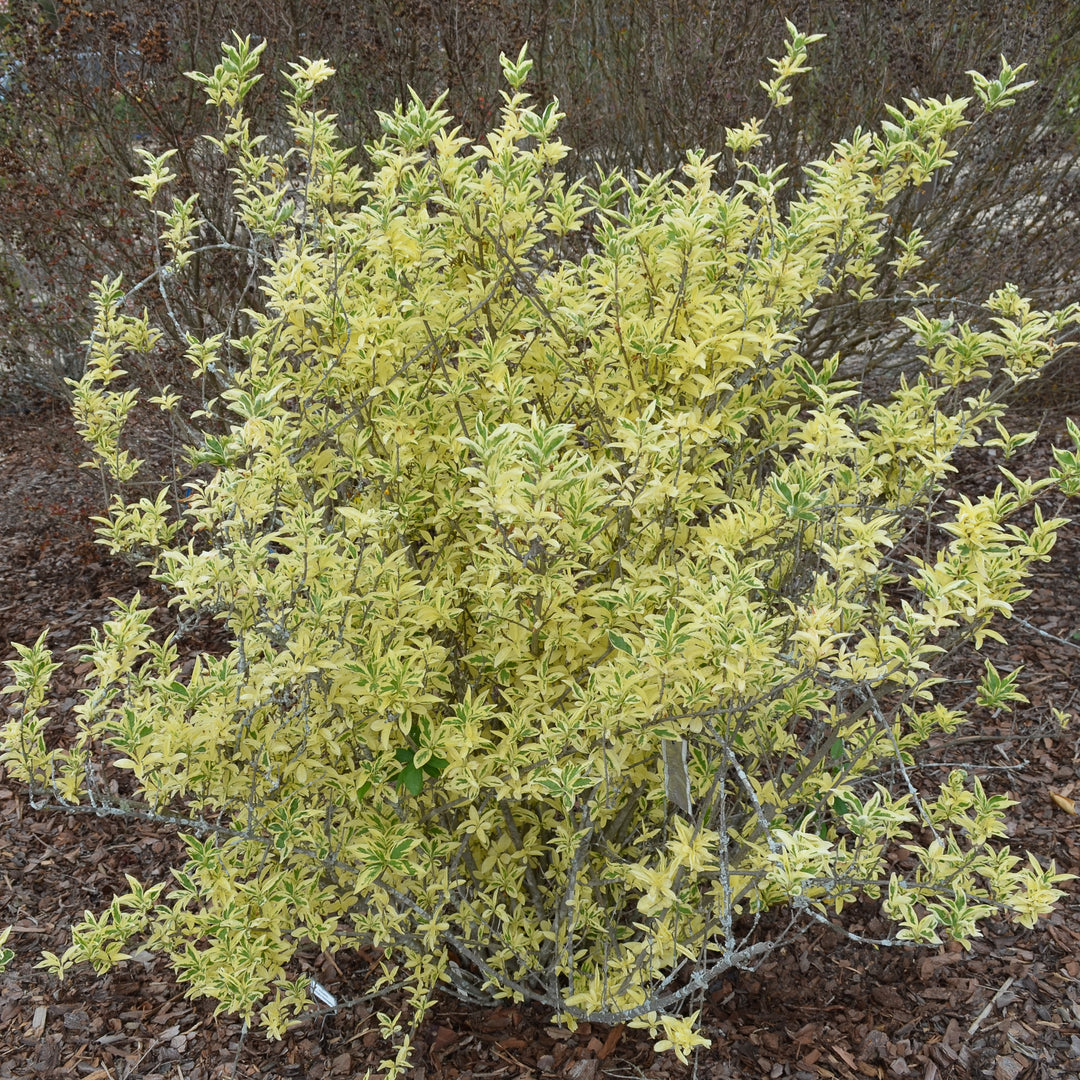 Forsythia x 'MNICHI01' ~ Believe It Or Not® Forsythia-ServeScape