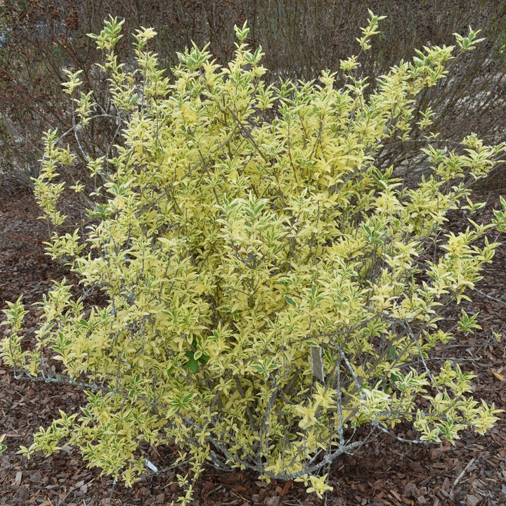 Forsythia x 'MNICHI01' ~ Believe It Or Not® Forsythia-ServeScape