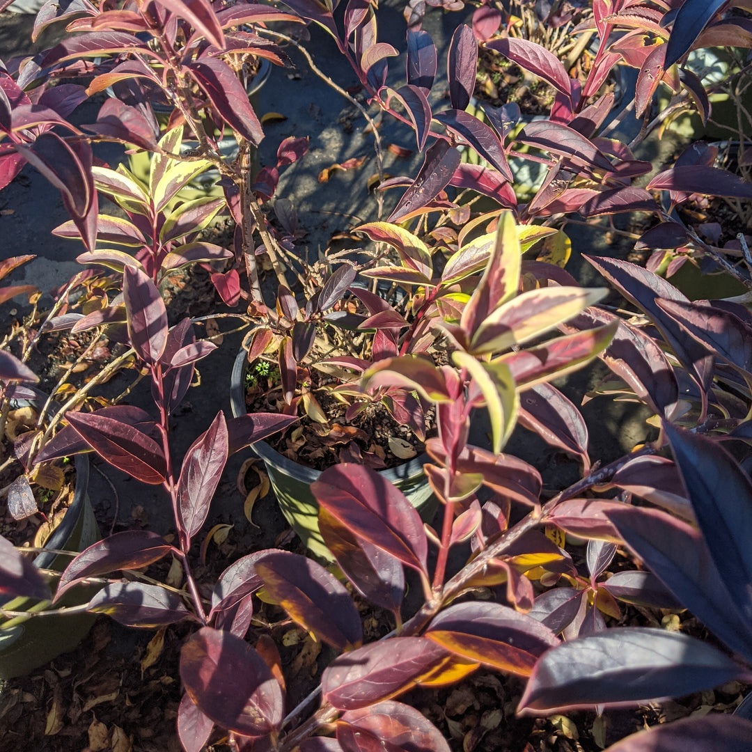 Forsythia x 'MNICHI01' ~ Believe It Or Not® Forsythia-ServeScape
