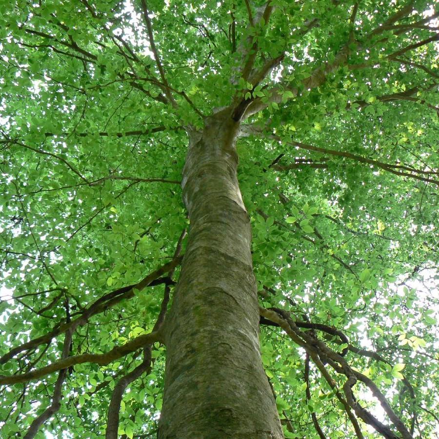 Fagus grandifolia ~ American Beech-ServeScape