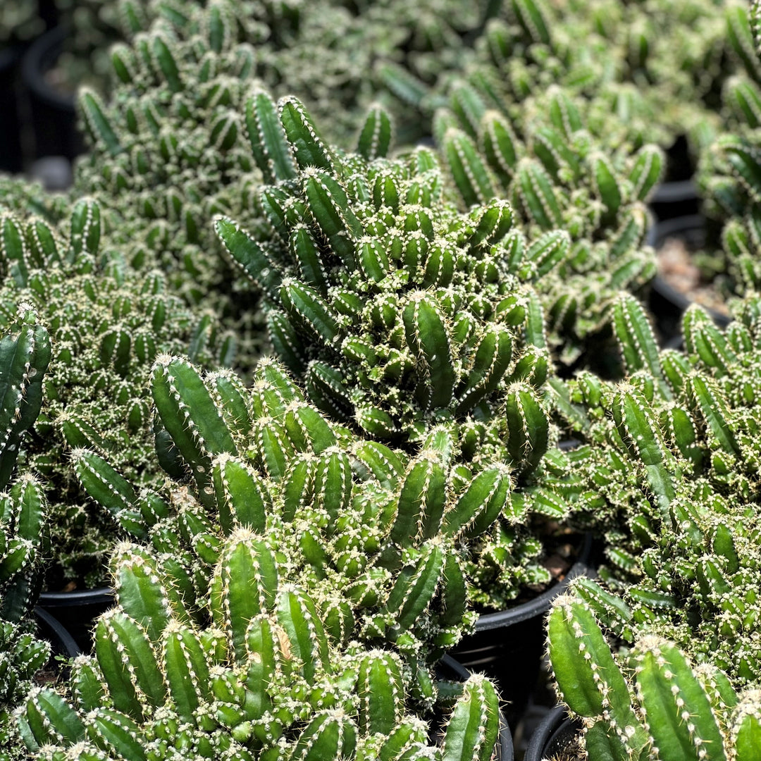 Acanthocereus tetragonus 'Fairy Castle' ~ Fairy Castle Triangle Cactus-ServeScape