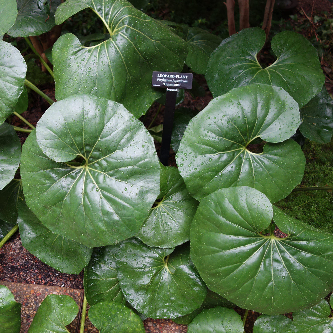 Farfugium Japonicum 'Giganteum' ~ Giant Leopard Plant-ServeScape