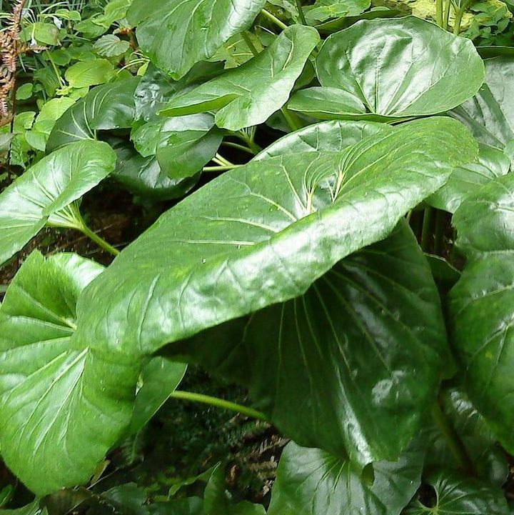 Farfugium Japonicum 'Giganteum' ~ Giant Leopard Plant-ServeScape