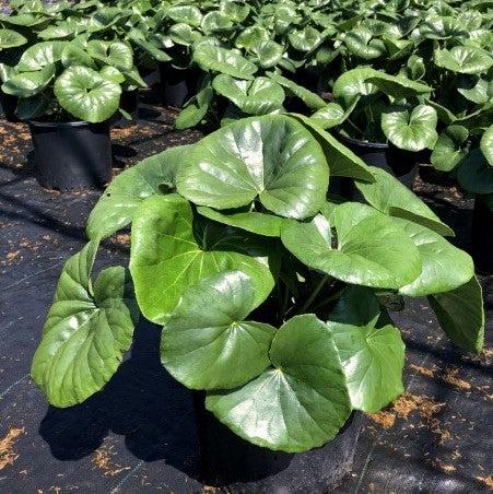 Farfugium Japonicum 'Giganteum' ~ Giant Leopard Plant-ServeScape