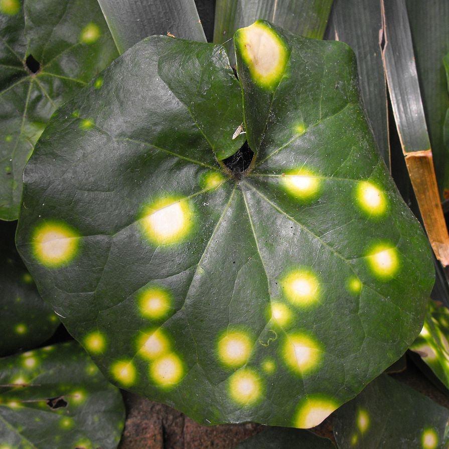 Farfugium Japonicum ''Aureomaculatum' ~ Firefly Leopard Plant-ServeScape