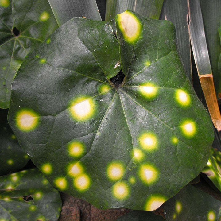 Farfugium Japonicum ''Aureomaculatum' ~ Firefly Leopard Plant-ServeScape