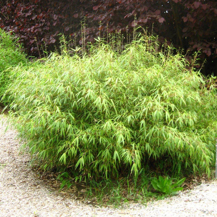Fargesia 'Rufa' ~ Dragon Head Bamboo-ServeScape