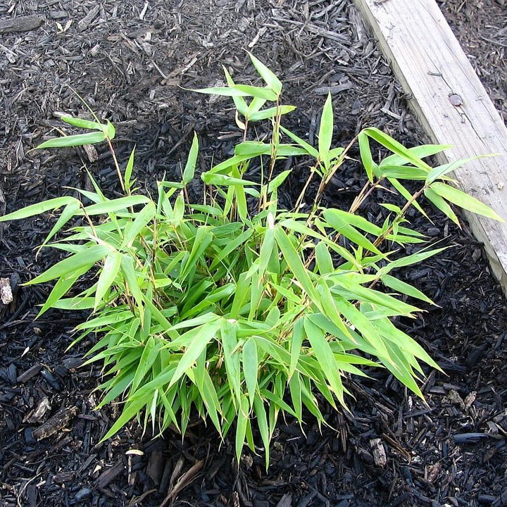 Fargesia 'Rufa' ~ Dragon Head Bamboo-ServeScape