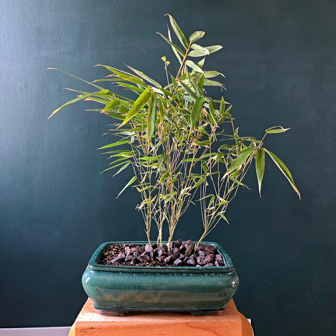 Fargesia 'Rufa' ~ Dragon Head Bamboo-ServeScape