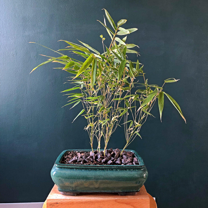 Fargesia 'Rufa' ~ Dragon Head Bamboo-ServeScape