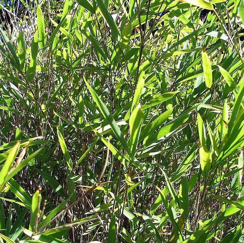 Fargesia nitida ~ Blue Fountain Bamboo-ServeScape
