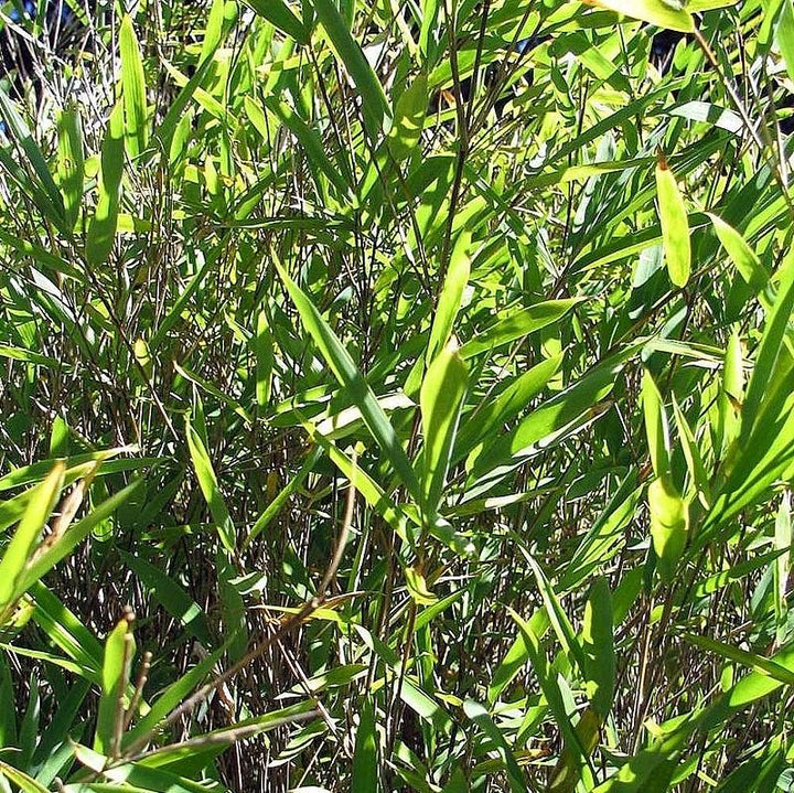 Fargesia nitida ~ Blue Fountain Bamboo-ServeScape