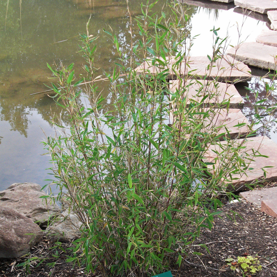 Fargesia nitida ~ Blue Fountain Bamboo-ServeScape