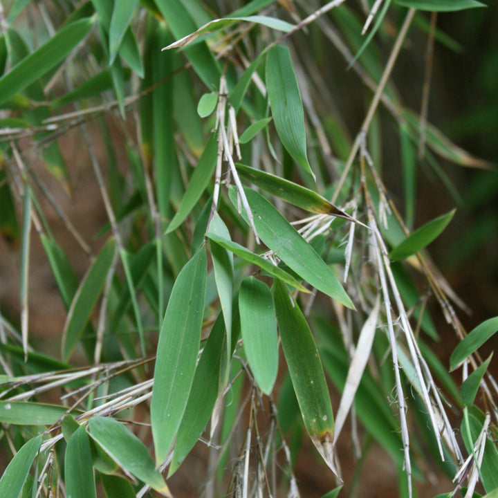 Fargesia nitida ~ Blue Fountain Bamboo-ServeScape