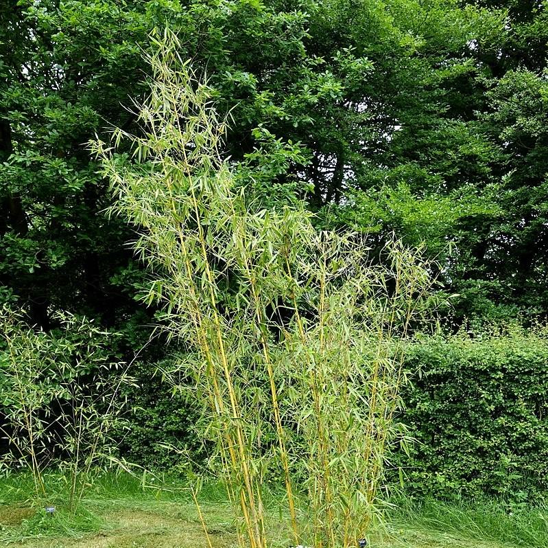 Fargesia robusta ~ Robust Bamboo-ServeScape