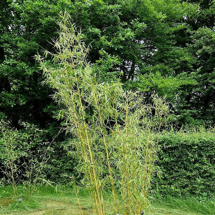 Fargesia robusta ~ Robust Bamboo-ServeScape