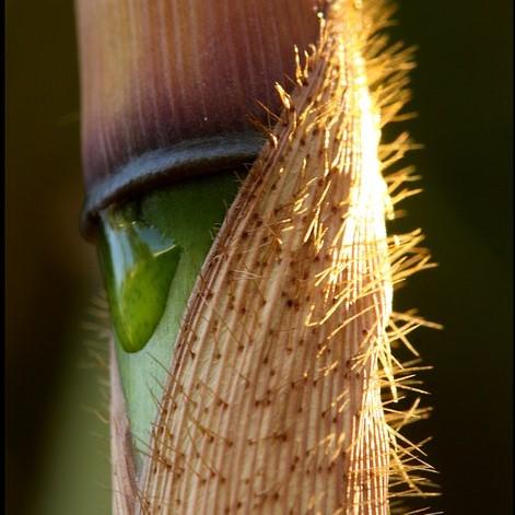 Fargesia robusta ~ Robust Bamboo-ServeScape