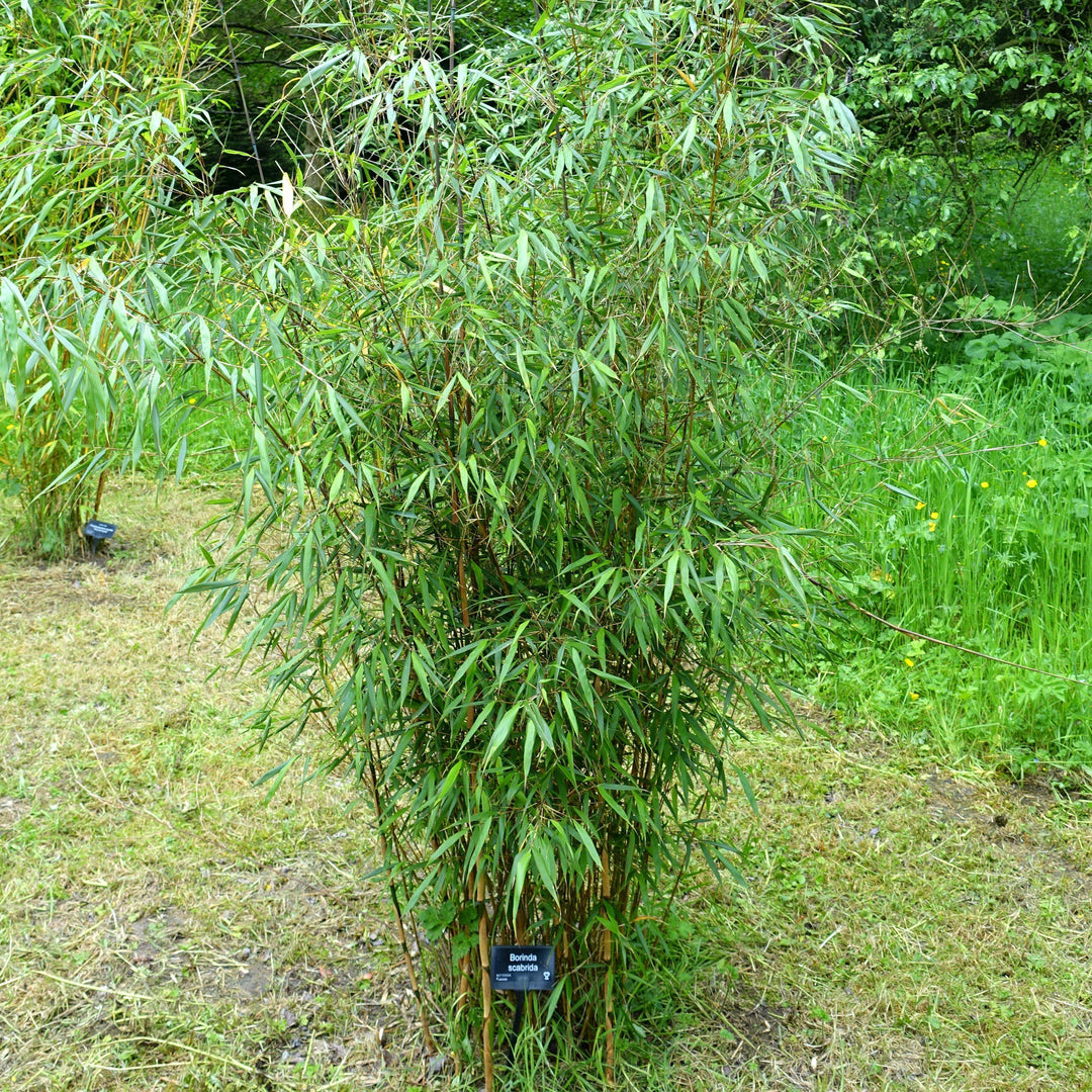 Fargesia sp. 'Scabrida' ~ Scabrida Bamboo - Delivered By ServeScape
