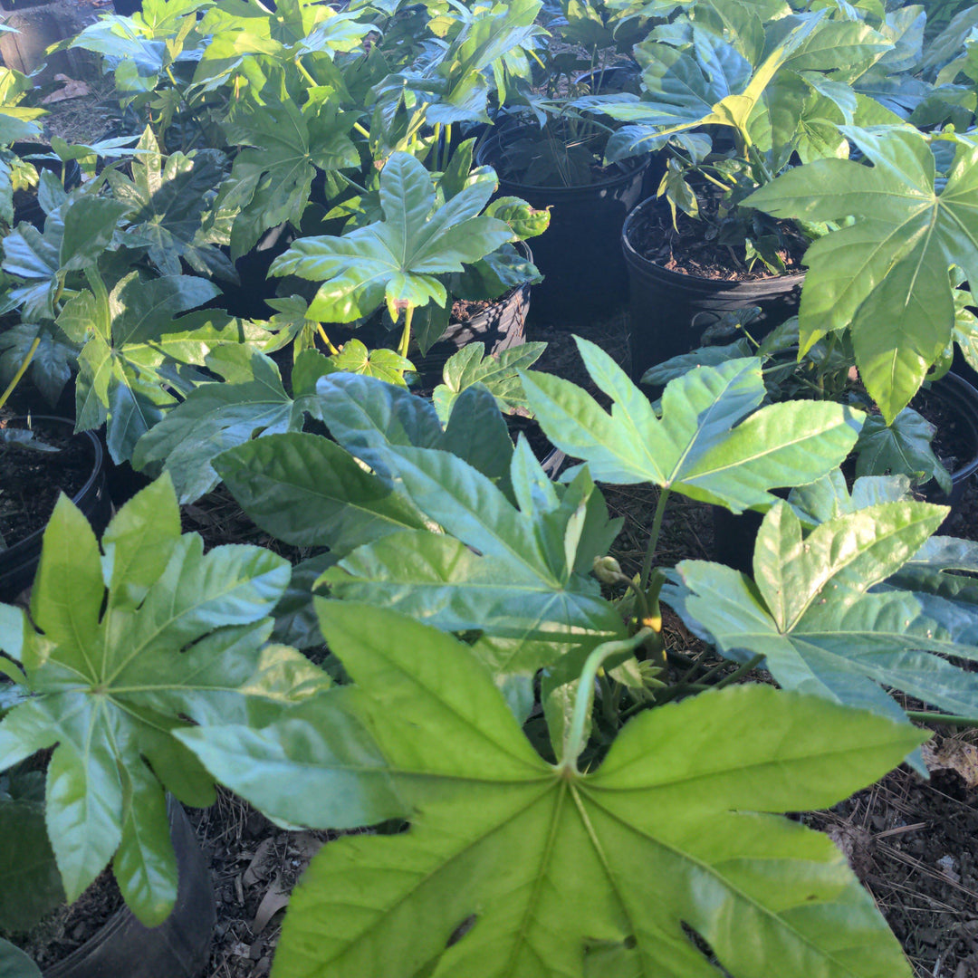 Fatsia Japonica ~ Japanese Aralia, Japanese Fatsia-ServeScape