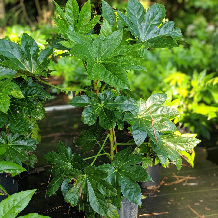 Fatsia Japonica  ~ Japanese Aralia, Japanese Fatsia - Delivered By ServeScape