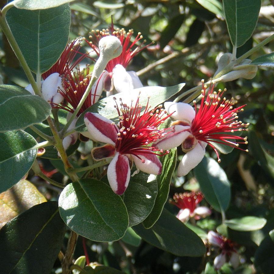 Feijoa sellowiana ~ Pineapple Guava-ServeScape