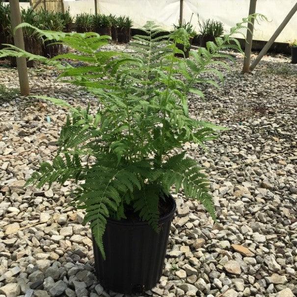 Thelypteris Kunthii ~ Southern Wood Fern, Southern River Fern-ServeScape