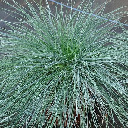 Festuca glauca 'Casca11' ~ Beyond Blue Fescue-ServeScape