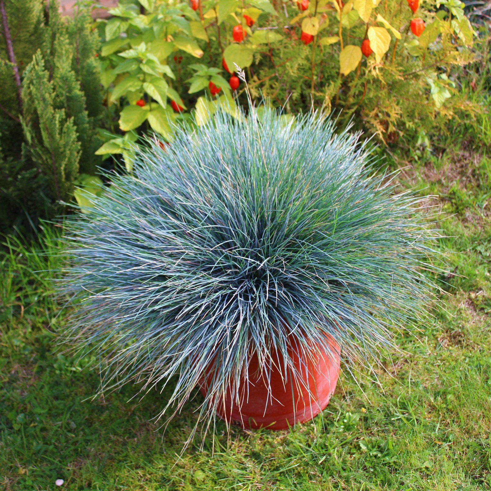 Festuca glauca 'Casca11' ~ Beyond Blue Fescue-ServeScape