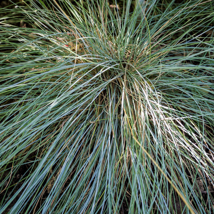 Festuca g. 'Cool as Ice' - Delivered By ServeScape