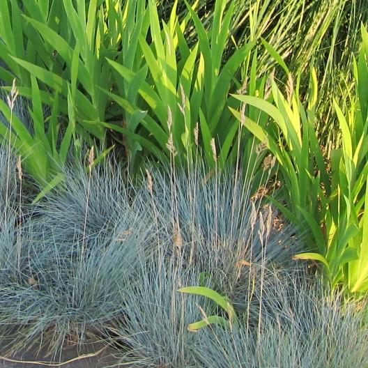 Festuca glauca 'Cool as Ice' ~ Cool as Ice Fescue-ServeScape