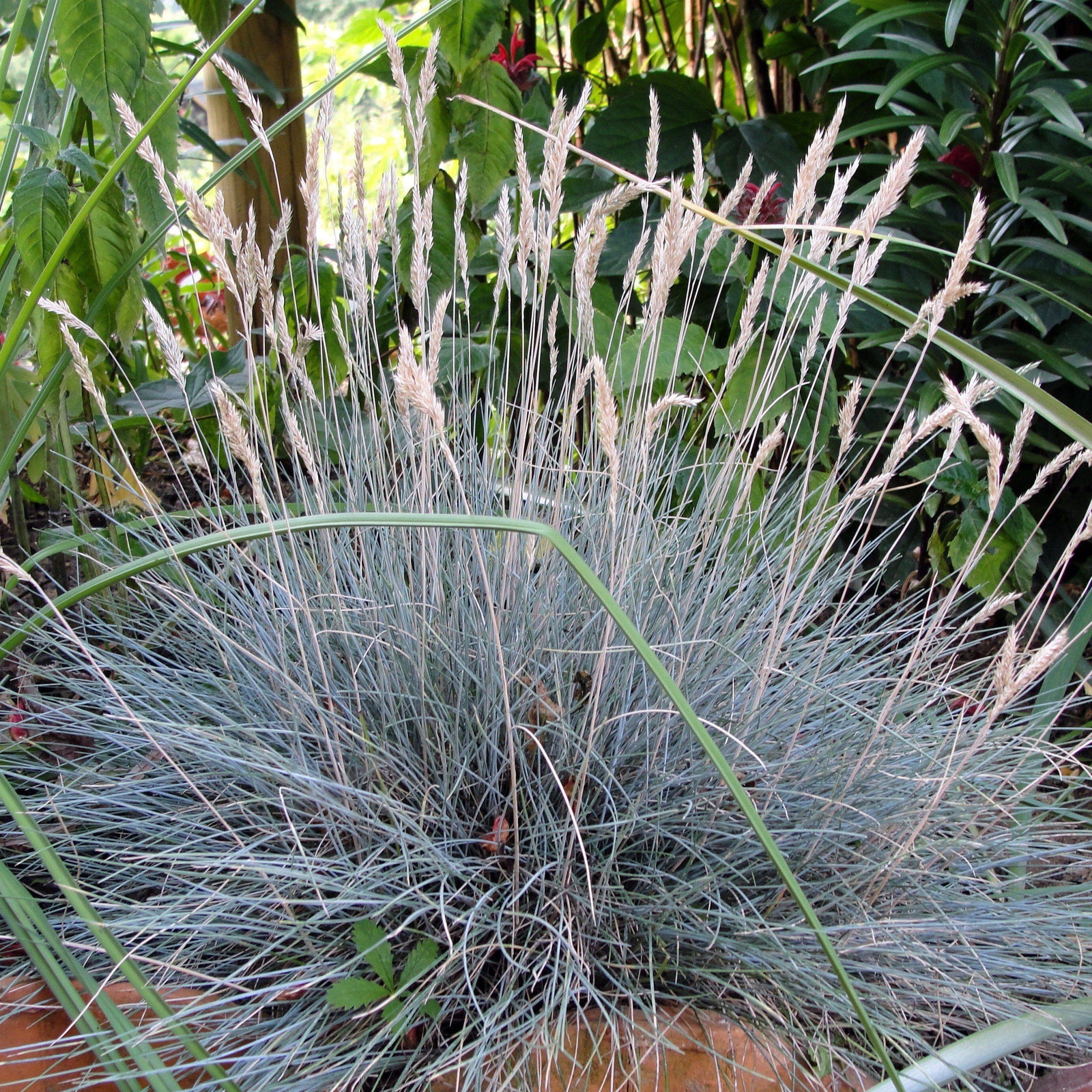 Festuca glauca 'Cool as Ice' ~ Cool as Ice Fescue-ServeScape