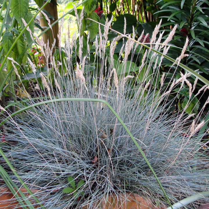 Festuca glauca 'Cool as Ice' ~ Cool as Ice Fescue-ServeScape