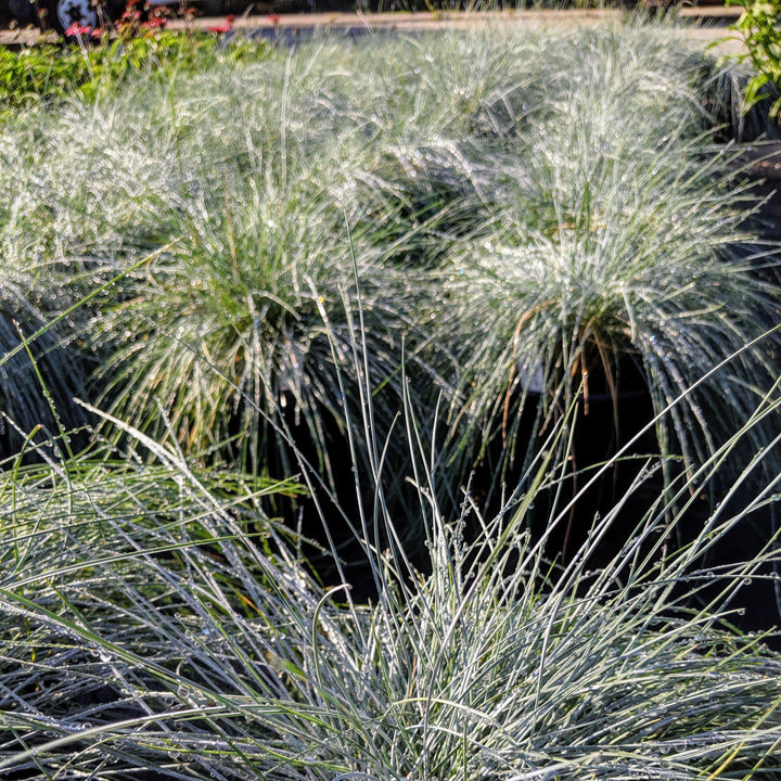 Festuca glauca 'Elijah Blue' ~ Blue Fescue - Delivered By ServeScape