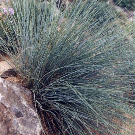 Festuca glauca ~ Blue Fescue-ServeScape