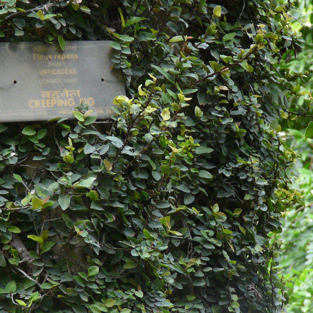 Ficus Repens ~ Climbing Fig, Creeping Fig-ServeScape