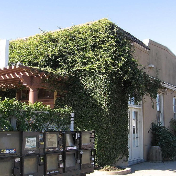 Ficus Repens ~ Climbing Fig, Creeping Fig-ServeScape